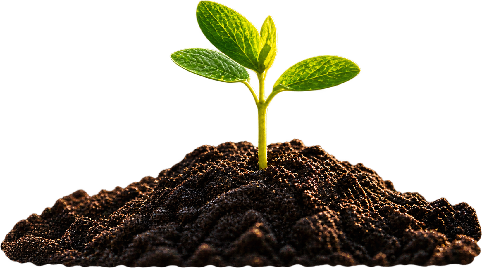Seedling